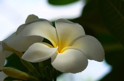 Bunga Kamboja Putih Tetangga Sedang Rajin Rajinnya Berbunga Bluepurplegarden